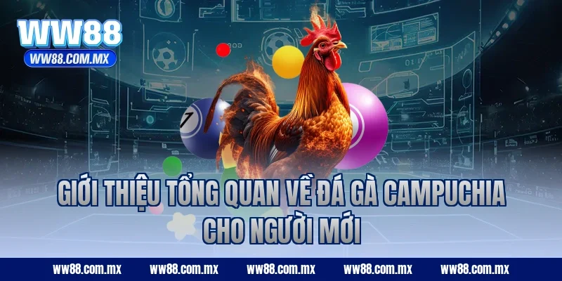 Giới thiệu tổng quan về đá gà campuchia cho người mới