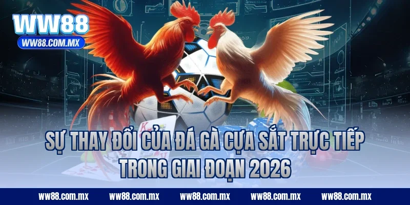 Sự thay đổi của đá gà cựa sắt trực tiếp trong giai đoạn 2026